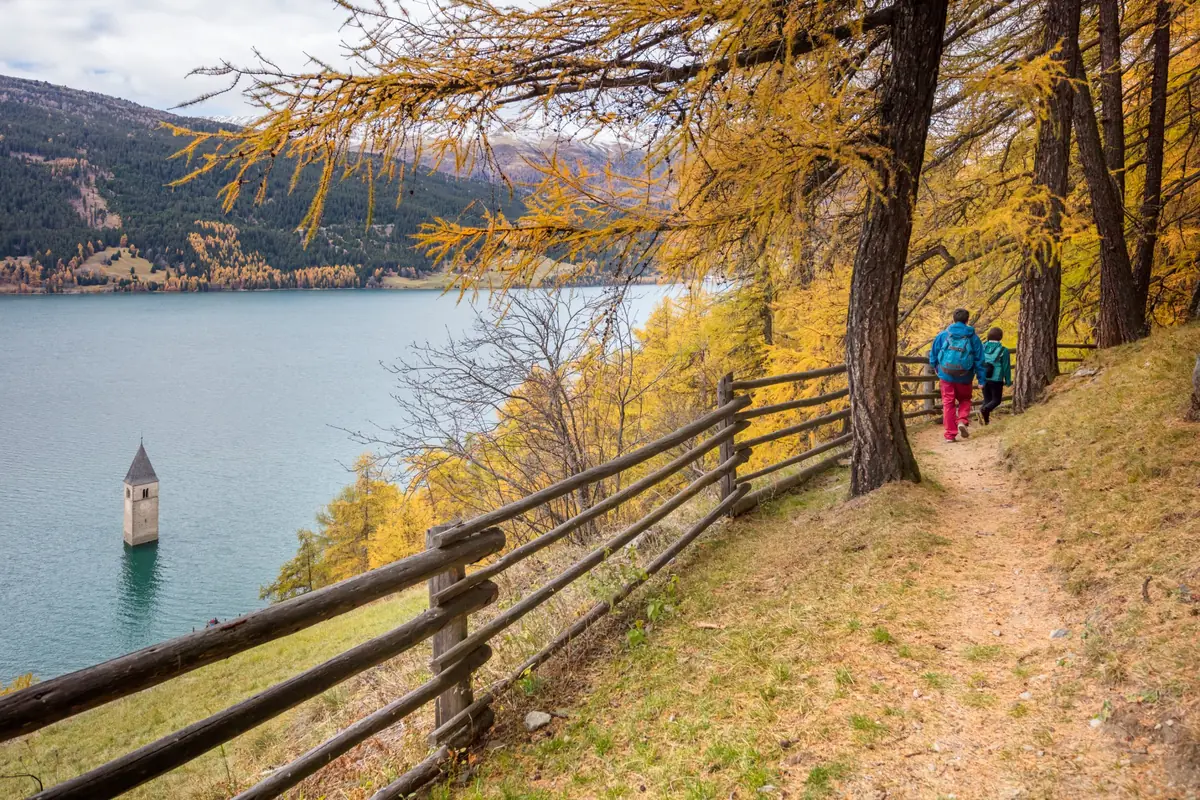 Herbstwanderung durch goldene Lärchen hoch über dem Reschensee mit dem Kirchturm