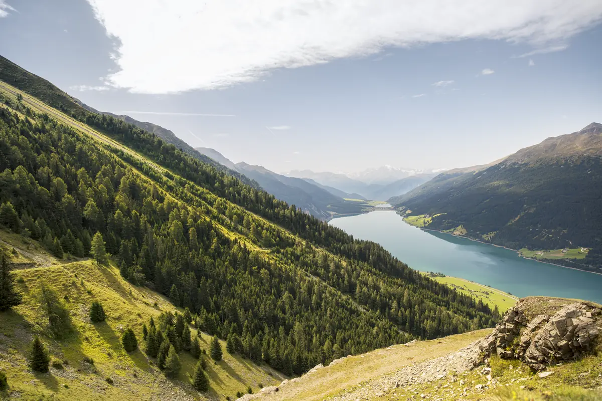 Sommerlicher Blick über Lärchenhänge auf den Reschensee